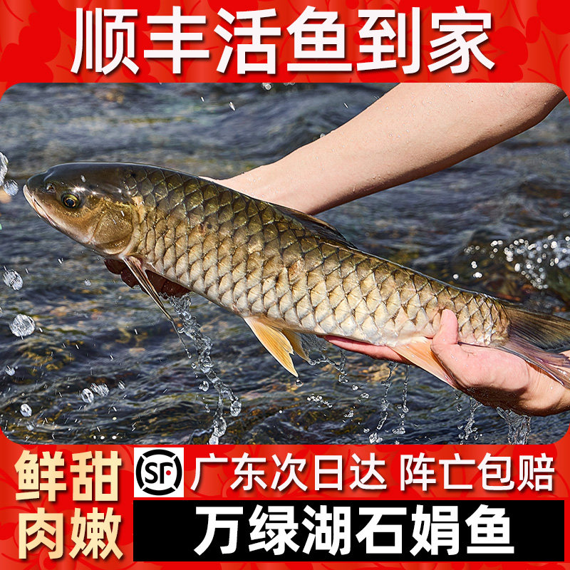 【顺丰活鱼到家】万绿湖石娟鱼