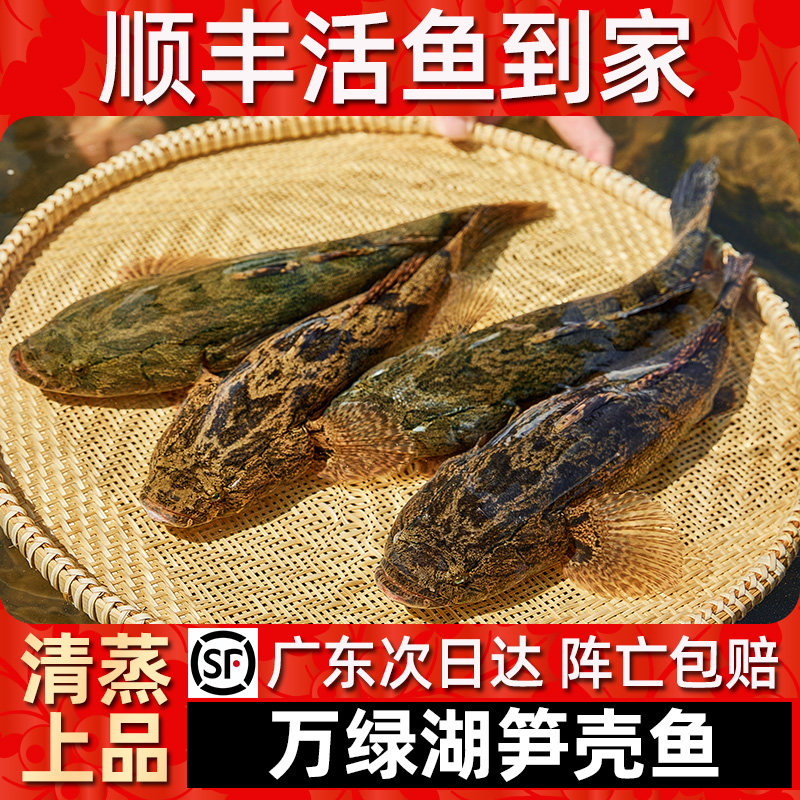 【顺丰活鱼到家】万绿湖笋壳鱼