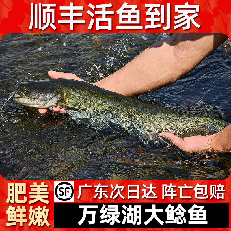 【顺丰活鱼到家】万绿湖大鲶鱼
