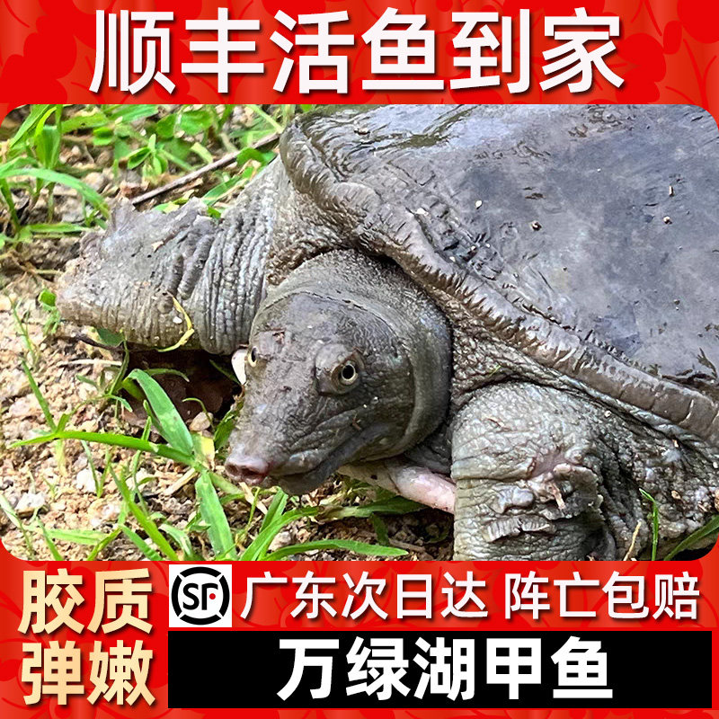 【顺丰活鱼到家】万绿湖甲鱼