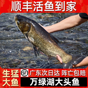 万绿湖大头鱼顺丰活鱼到家淡水胖头鱼花鲢白鳙鱼新鲜活体送礼长辈