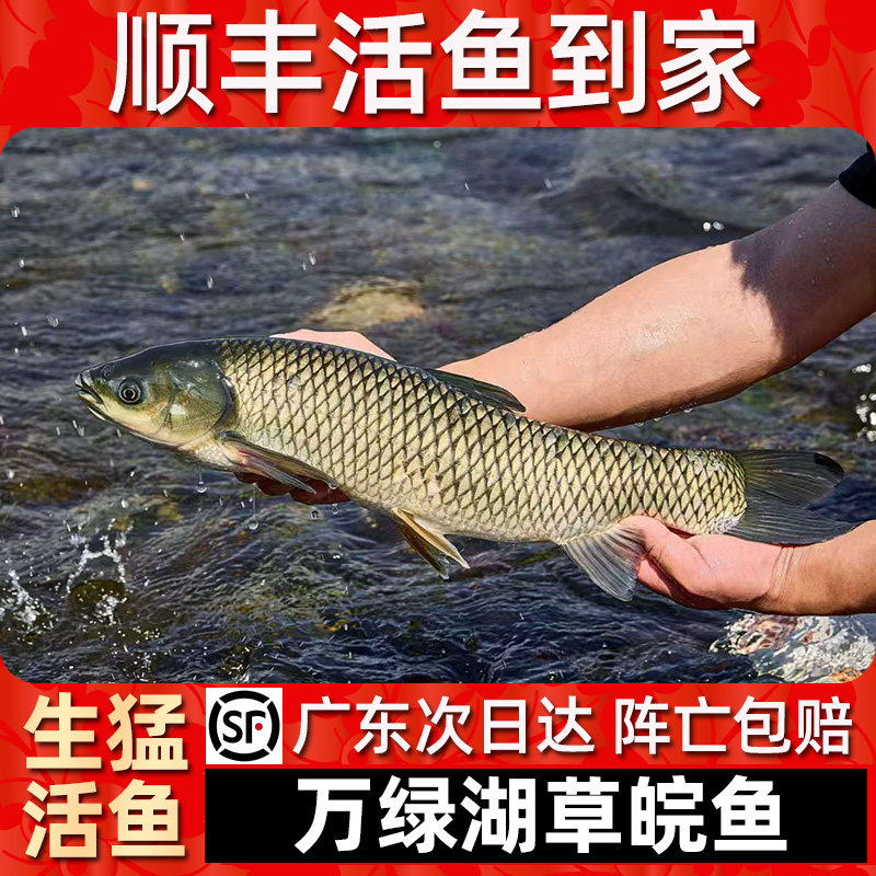 【顺丰活鱼到家】万绿湖草皖鱼