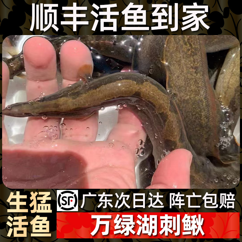 【生猛大鱼】万绿湖刺鳅