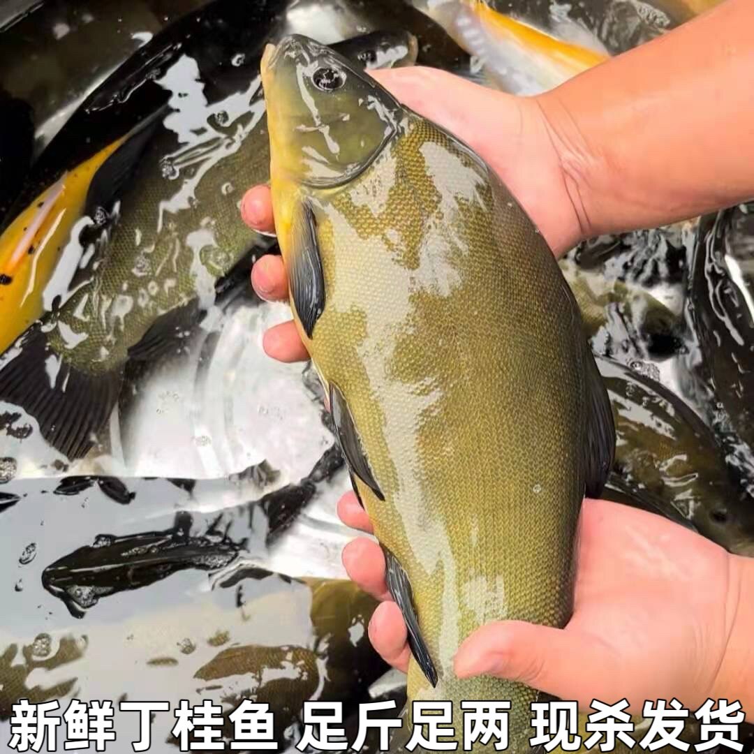丁桂鱼新鲜丁鱥丁贵鱼丁岁鱼须桂鱼丁穗鱼金鲑鱼丁鲑鱼丁鱼岁现杀