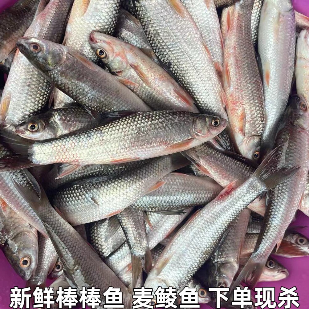 棒棒鱼 麦鲮鱼 鲮鱼 雪鲮 鲮公 花鲮 土鲮鱼 棍棍鱼新鲜水产包邮