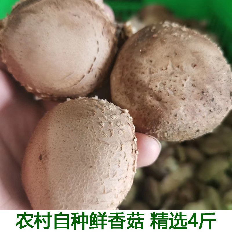 现采本地现摘新鲜蔬菜3斤蘑菇鲜香菇 新鲜香菇肉厚味美 个头均匀