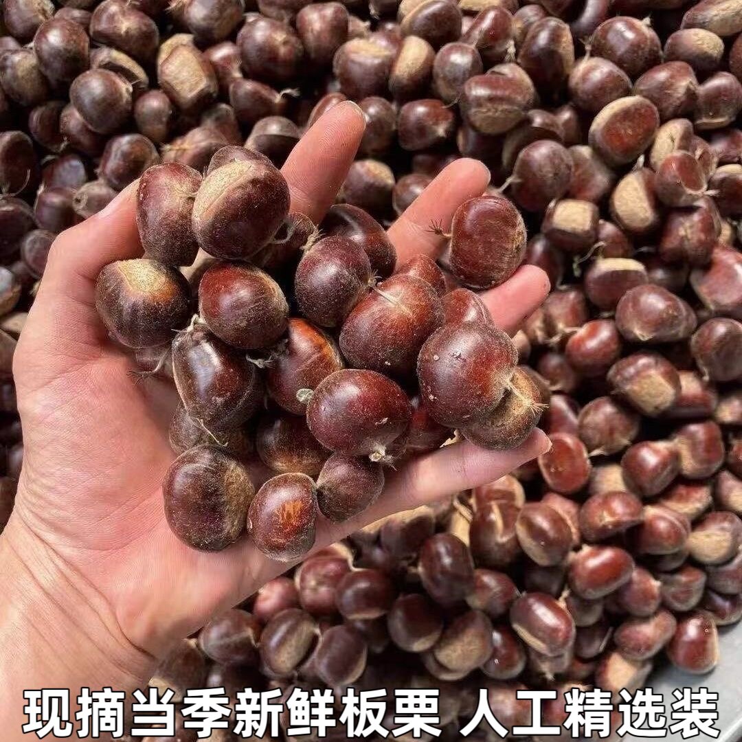 新鲜板栗 生板栗 板栗仁现摘当新鲜板栗/板栗仁
