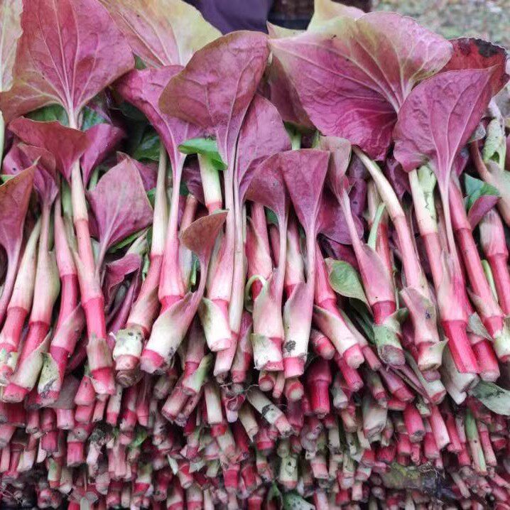湖北鱼腥草叶带根折耳根嫩叶带根整颗株农家自种蔬菜野菜嫩叶