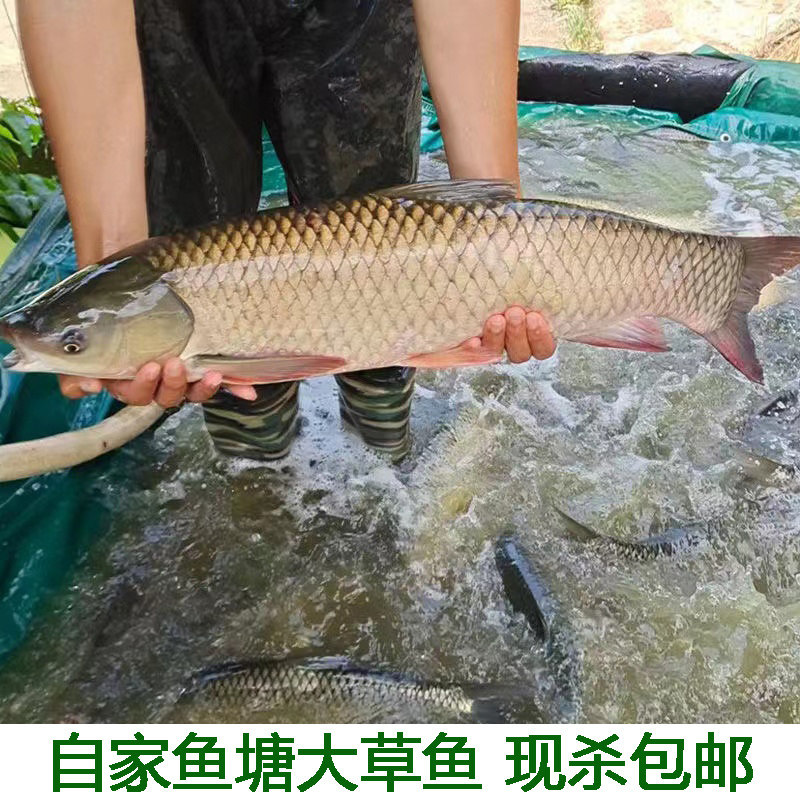 湖北宜昌淡水草鱼皖鱼农家鱼塘大草鱼鱼4斤新鲜草鱼鲜活水产食用