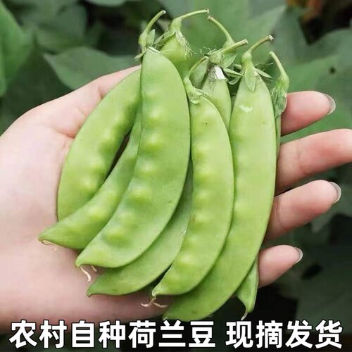 新鲜嫩荷兰豆农家雪豌豆荷仁豆剪豆刀刀豆青豆时令蔬菜辅食包邮