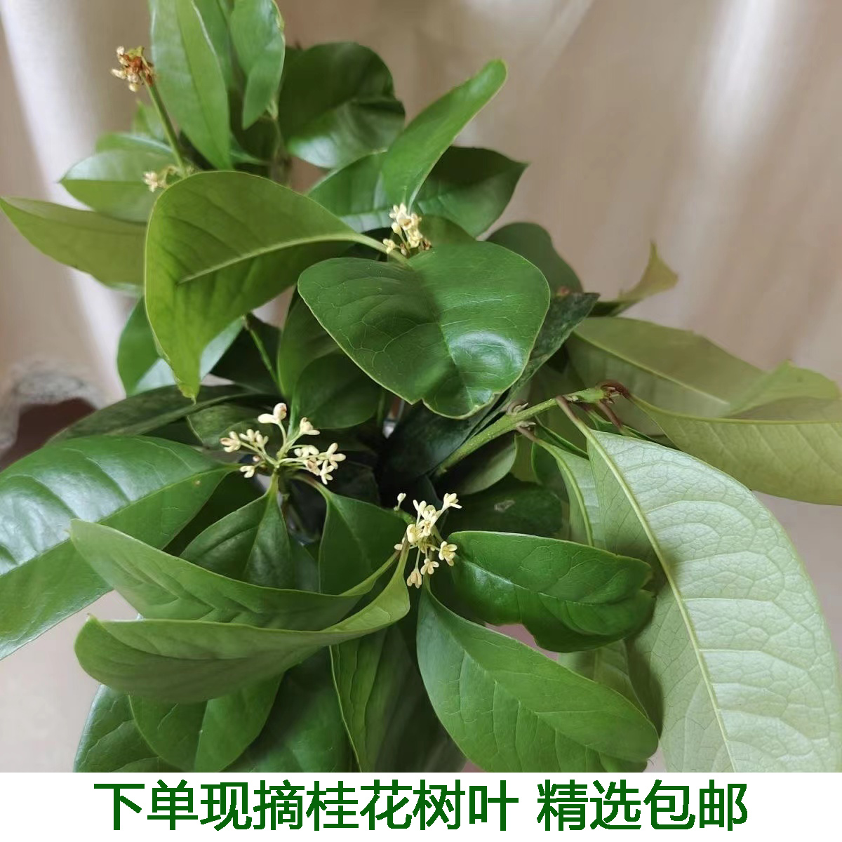绿色桂花叶真树叶手工树叶包邮新鲜桂花树叶现摘带枝发货