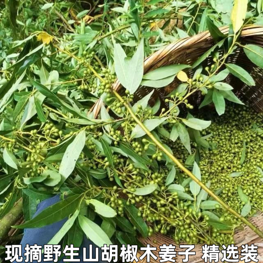 野生山胡椒新鲜木姜子现摘