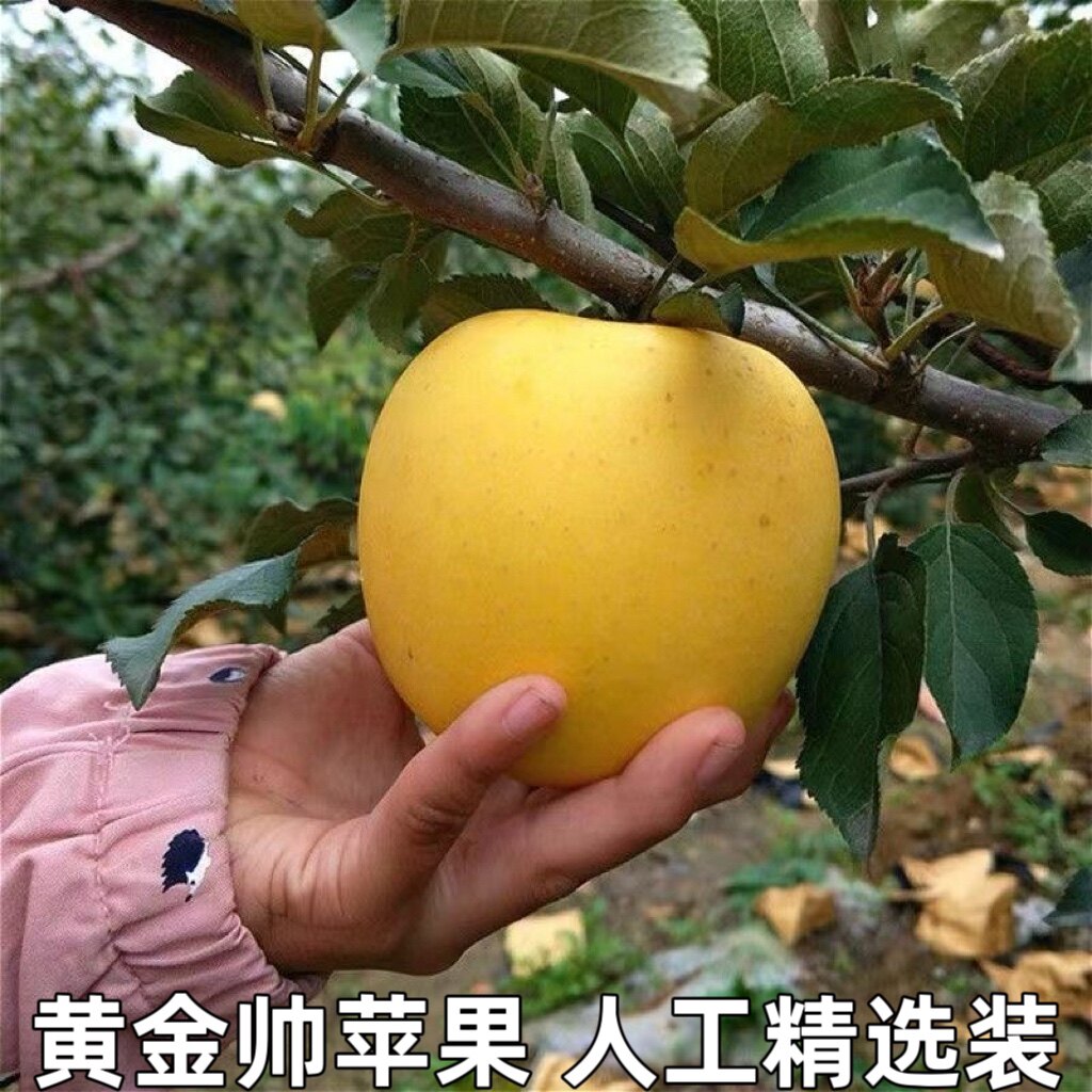 黄金帅刮泥沙金黄色苹果黄元帅金帅新鲜水果黄香蕉甜面苹果包邮
