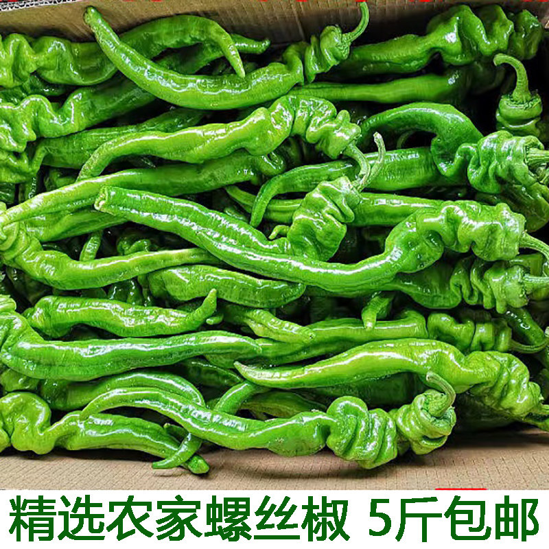 螺丝椒湖南特产薄皮皱皮辣椒螺丝特辣新鲜辣椒炒辣子鸡炒肉辣椒