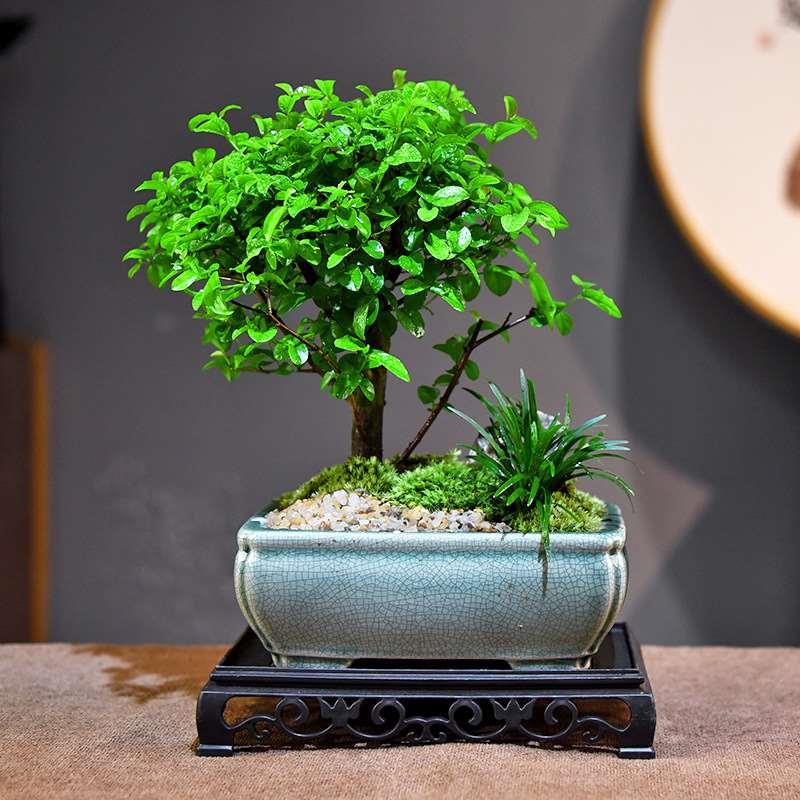 雀梅盆栽绿植室内办公客厅书房桌面观赏中式植物盆景四季常好养活