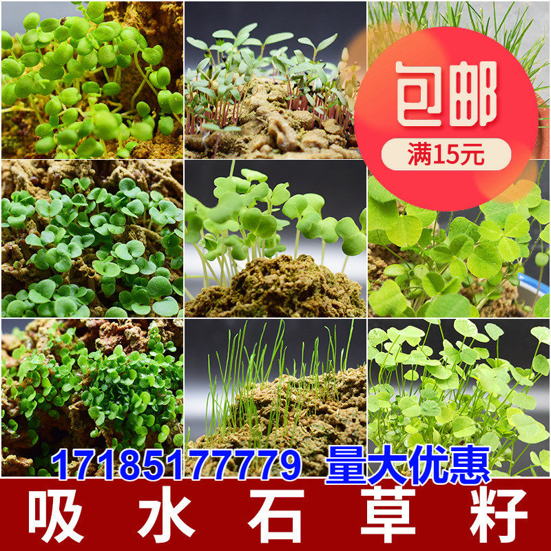 上水石吸水石植物草籽盆栽微景观草种子植物小叶恋石文竹菖蒲
