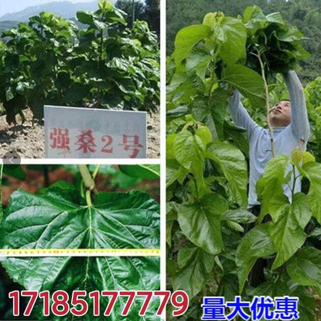 桑树种子蛋白桑饲料桑大叶桑蚕桑农桑12号14茶桑树杂交桑种子包邮