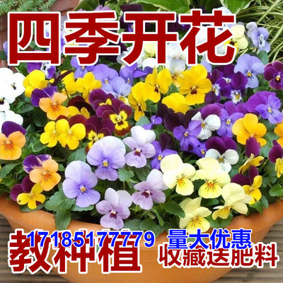 三色堇伊凯迪阳台种子四季开花