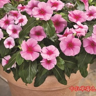 播种开花易活庭院盆栽花卉室内外五瓣梅种籽 长春花种子日日春四季