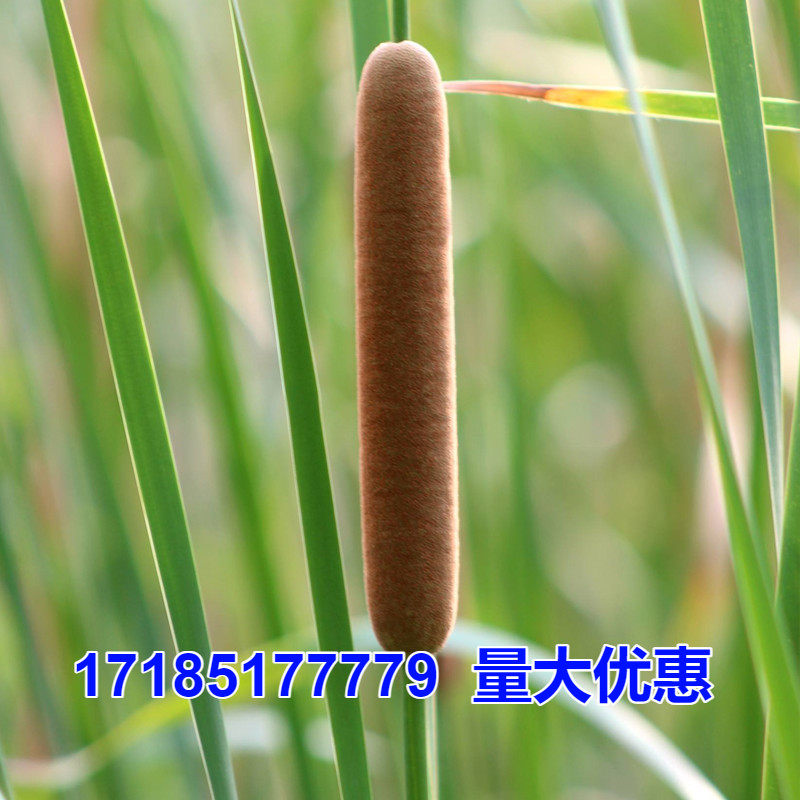 香蒲种子多年生宿根挺水型水生观赏花卉食用东方香蒲草蒲黄蒲苇籽