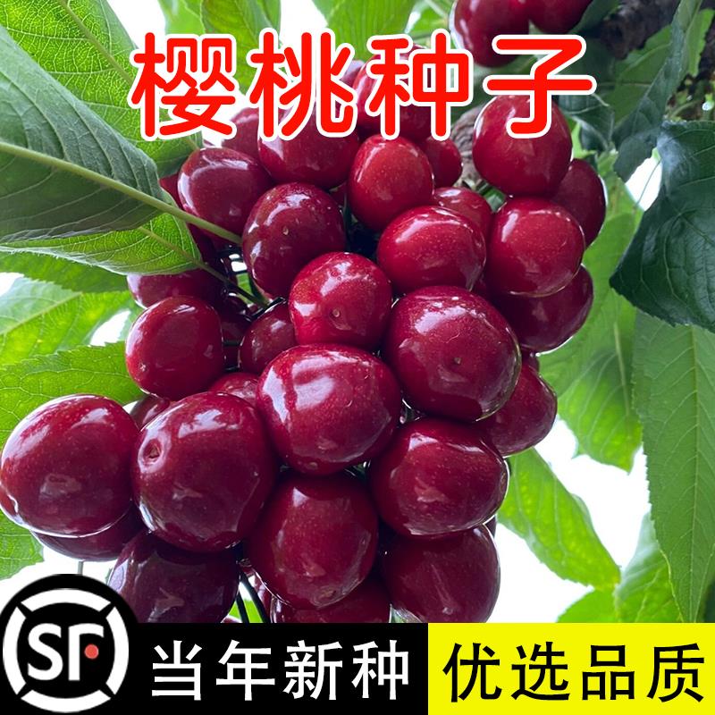 优质樱桃种子山果树毛车厘