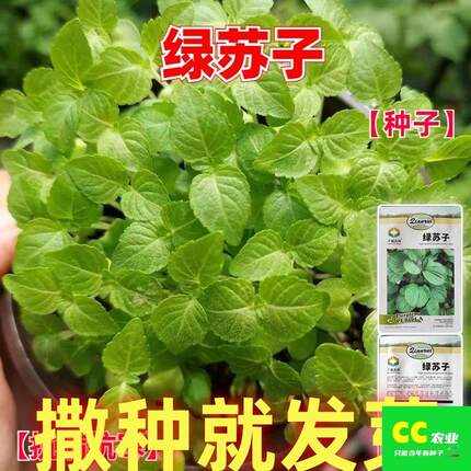 绿苏子种子苏子叶种籽子东北可食用春秋四季种植野菜蔬菜种孑