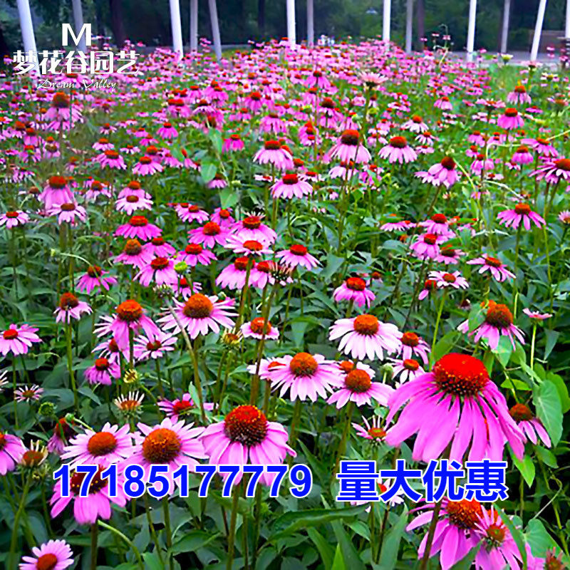 紫松果菊花种子春秋播种多年生耐寒花籽室外庭院阳台花卉盆栽种籽