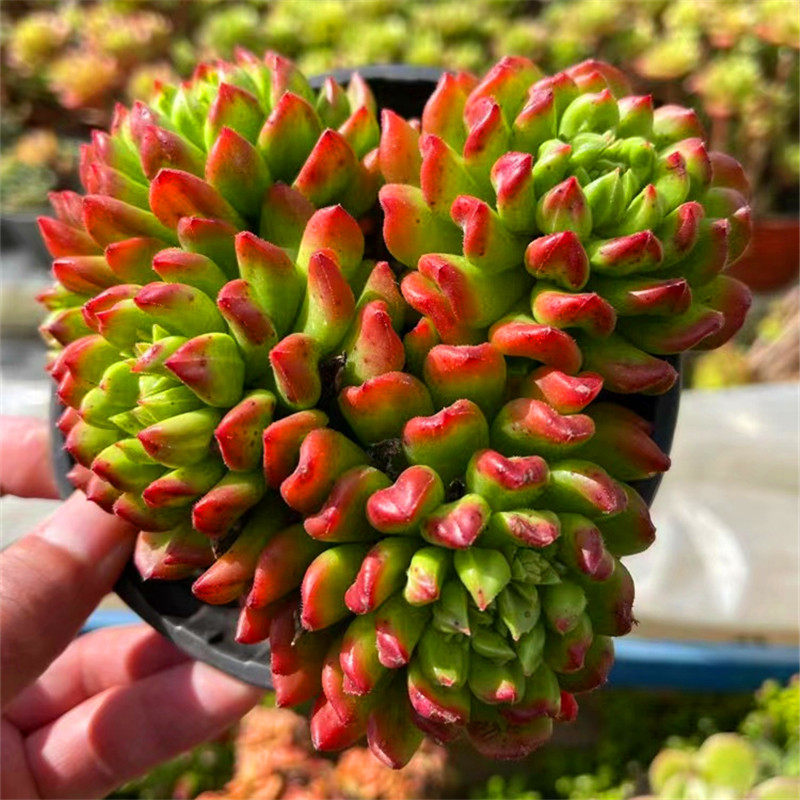 小灯笼多头群生多肉植物新品种手捧花贵华特色个性萌肉阳台花盆栽