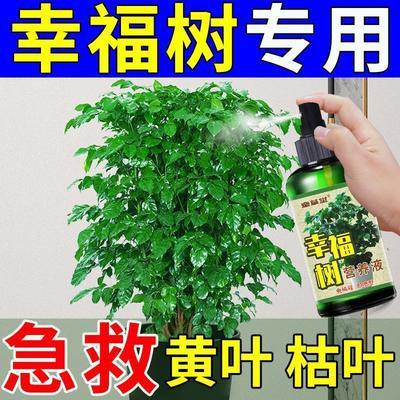 幸福树专用营养液肥料室内平安树掉叶子复合肥盆栽树木通用型花肥