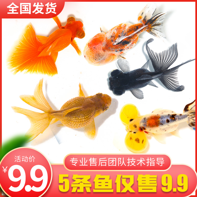 金鱼活体观赏鱼活体小金鱼冷水鱼锦鲤鱼金鱼苗活体淡水小型鱼包邮