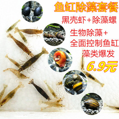黑壳虾观赏活体苹果斑马黑壳虾