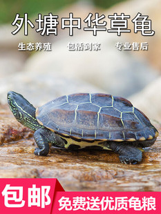 中华草龟活物外塘大小乌龟活体长寿金线龟宠物巴西水龟龟蛋墨龟苗