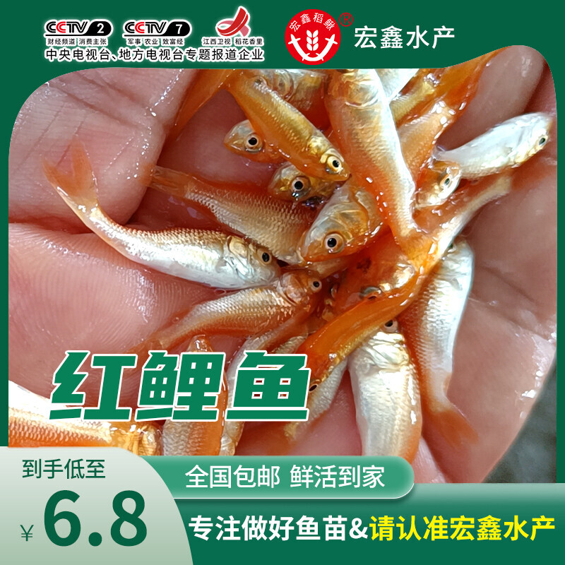 红鲤鱼苗生态养殖场直供 国兴红鲤鱼苗 大荷包红鲤鱼鱼苗活体鱼苗