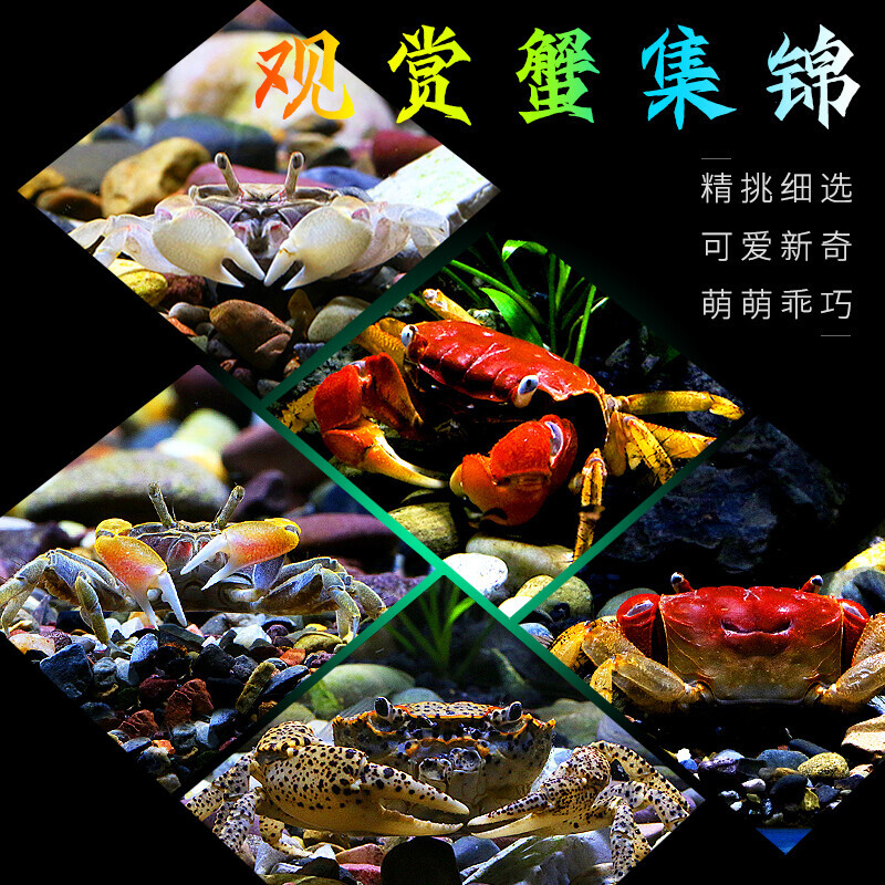 迷你辣椒蟹相手蟹豹点鱼缸观赏蟹淡水陆生草缸小螃蟹除藻爬行宠物