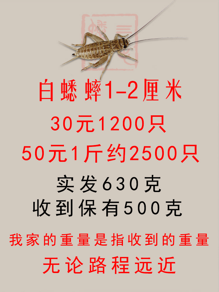 蛐蛐蟋蟀活体饲料1-2厘米50元1斤25元500只38元1000只白蟋蟀活物