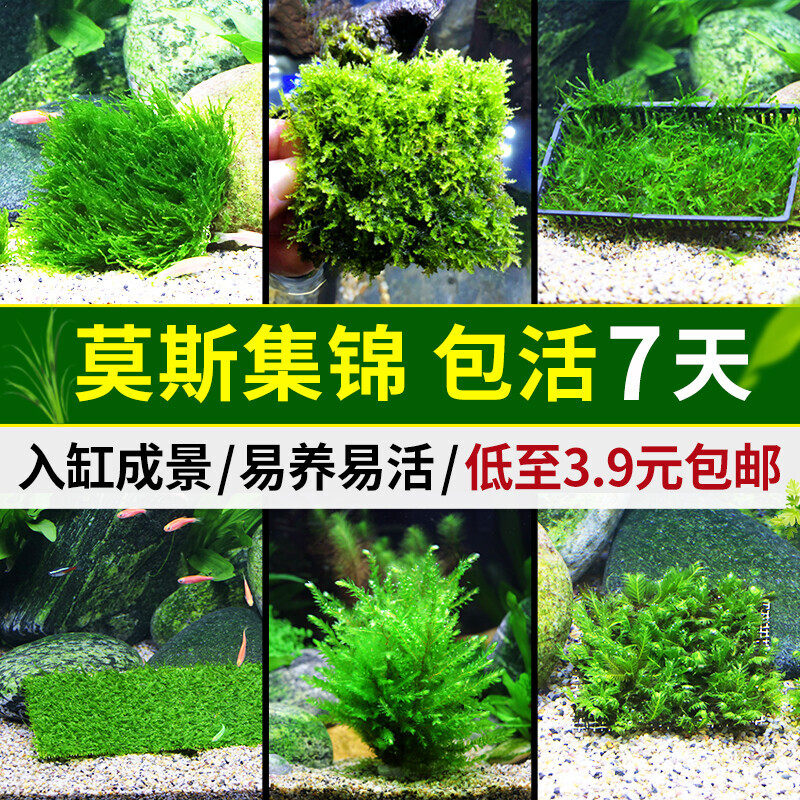 三角莫斯水草活体淡水松茸火焰垂泪莫斯前景草沉木水草造景装饰