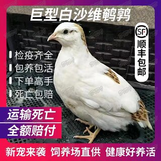 鹌鹑活苗白沙维鹌鹑天天下蛋鹌鹑活物家养鸡苗阳台养宠物鹌鹑活体