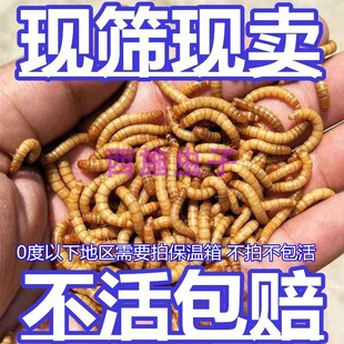 费 面包虫活虫黄粉虫活体幼虫子金龙鱼蝎子乌龟画眉鸟食石蛙饲料 免邮