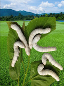 5龄蚕宝宝活体学生养蚕套装 巨型5龄送新鲜桑叶白色家蚕爬虫宠物