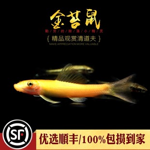 金苔鼠除藻清缸工具鱼吃青苔花斑金台鼠青苔鼠清洁底栖活体清道夫