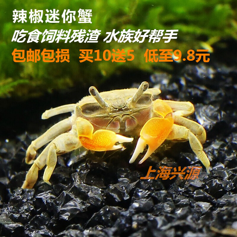 迷你辣椒蟹观赏迷你蟹红螯相守蟹宠物螃蟹观赏蟹活体宠物吃虫除藻