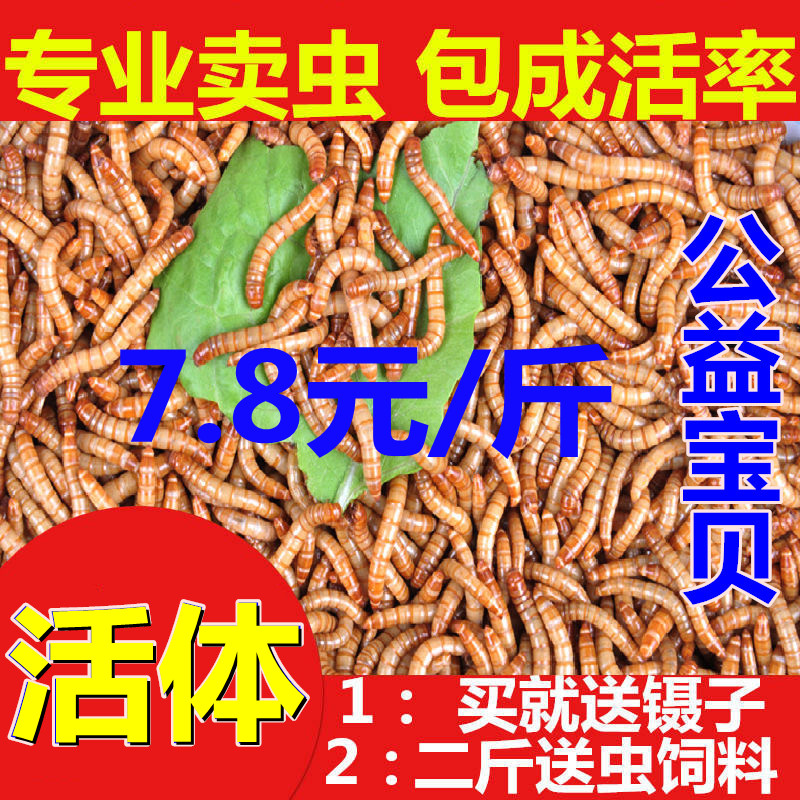 黄粉虫活虫面包虫活体鲜活虫龟八哥仓鼠画眉鸟食龙鱼饲料包邮500g