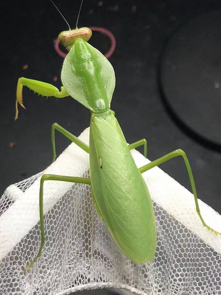 成体螳螂宠物卵夹幼体广斧圆盾兰花大刀宽背螳螂活虫现货爬虫螳螂