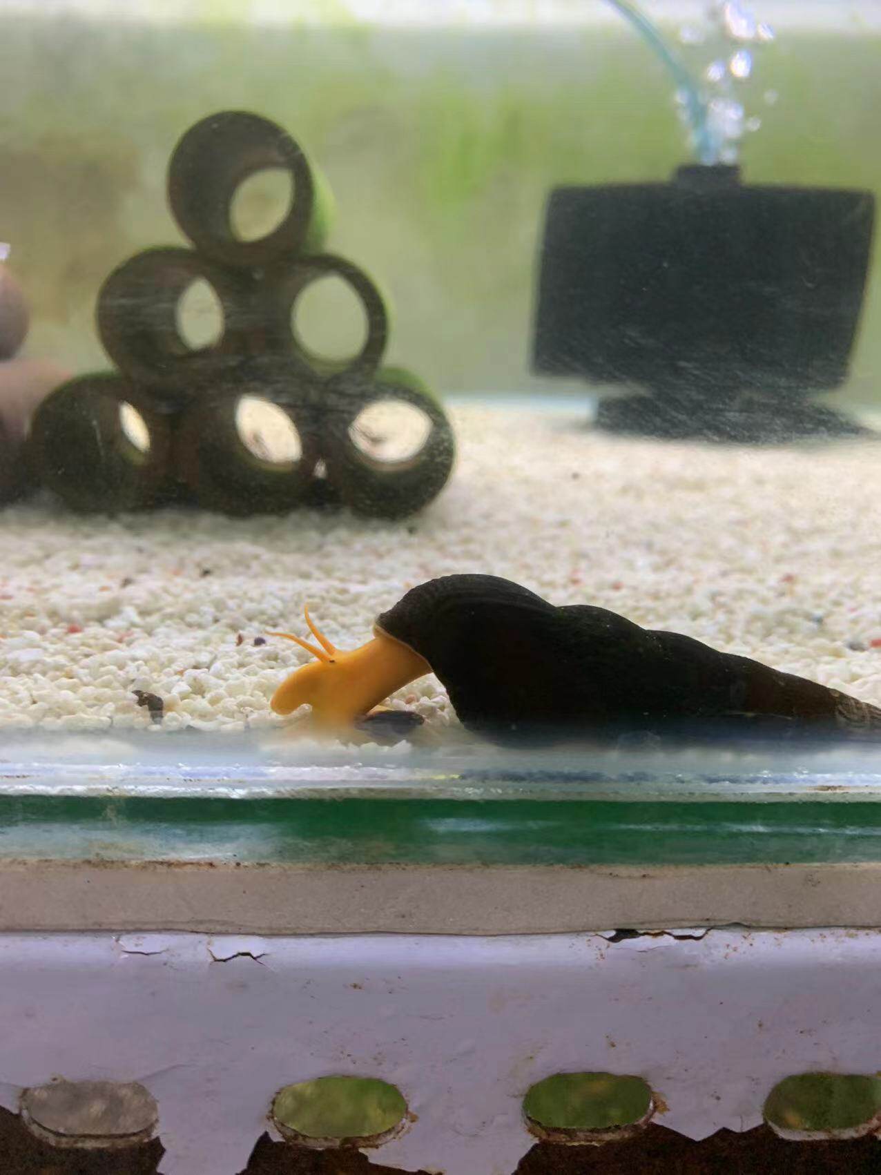 包邮印尼苏拉威西螺苏螺橙兔螺观赏螺宠物螺活体水族草缸除藻除苔
