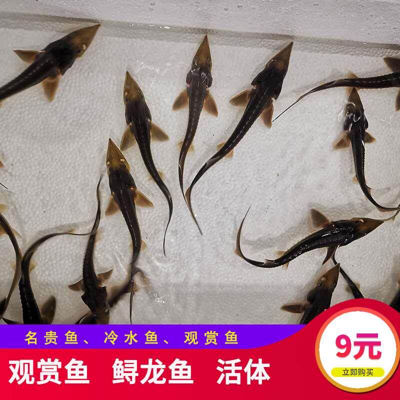 鲟鱼新款其他观赏鱼鲟龙鱼鲜活体清道夫鱼缸鱼苗冷锦鲤鱼淡水鱼类