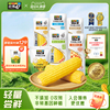 【满口软糯香】黄糯玉米4穗