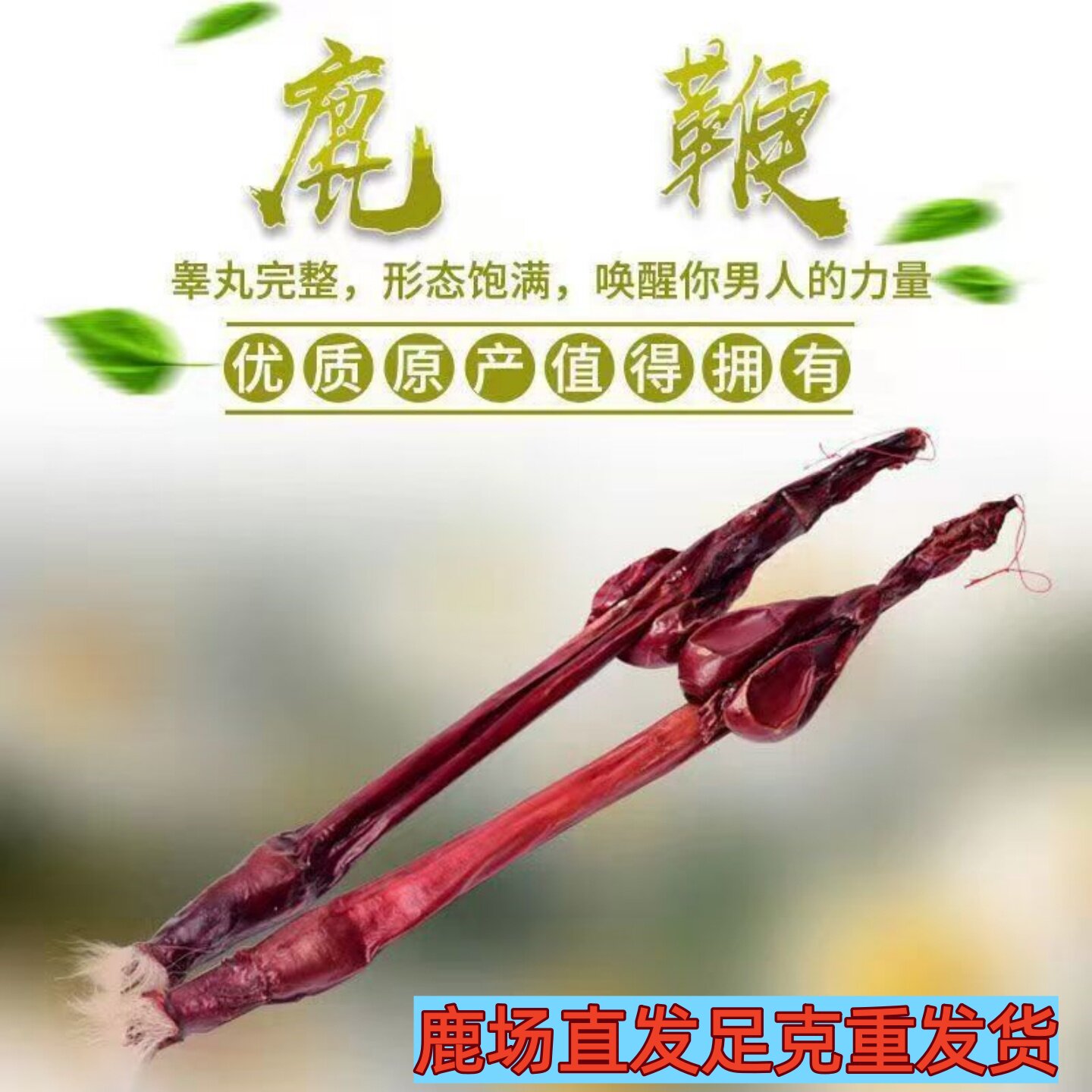 正宗梅花鹿鹿鞭成年壮鹿鞭整根批发一整只鹿乡新鲜直发鹿鞭泡酒料