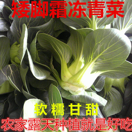 正宗露天生长霜冻青菜软糯甘甜新鲜时令四季蔬菜黑叶菜现摘现发
