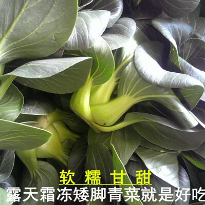 苏北农家露天油菜矮脚青