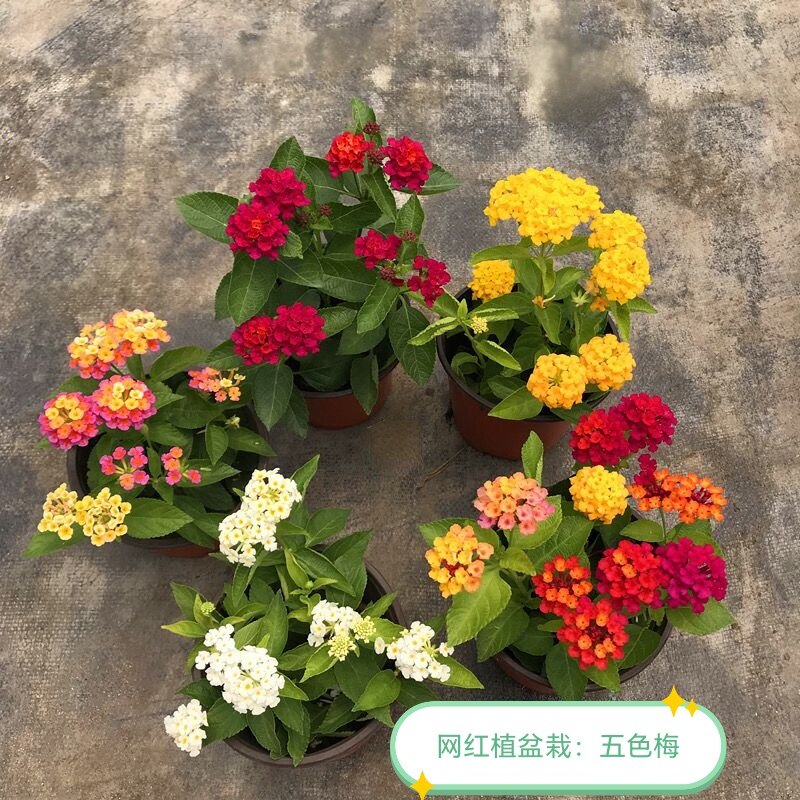 五色梅盆栽五彩花四季马樱丹耐热晒室外阳台花园好养护美观花卉